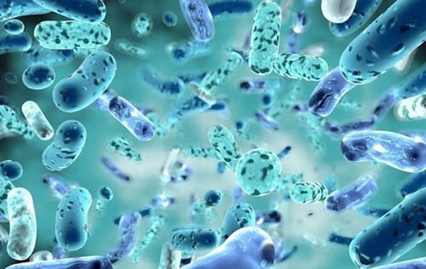 Bacillus clausii và Bacillus subtilis được chứng minh giúp phòng ngừa và hỗ trợ điều trị viêm đường hô hấp